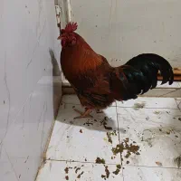 خروس محلی|حیوانات مزرعه|قدس, شهرک صنعتی زاگرس|دیوار