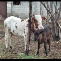 گاو چالوسی باگوساله نر هلیشتان اث|حیوانات مزرعه|رشت, سعدی (تختی)|دیوار