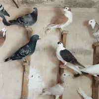 کبوتر و تخم کبوتر