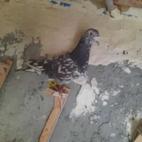 سار سیاه  تخته