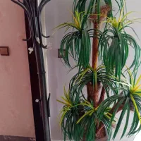 درختچه