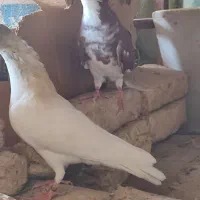 کبوتر نر پرشی|پرنده|ایوان, |دیوار