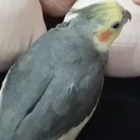 پرنده گمشده