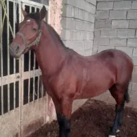 دوتا اسب فروشی موقعیت شاهین دژ