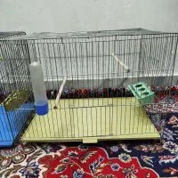 قفس پرنده|لوازم جانبی حیوانات|شاهین‌شهر, نبوت|دیوار