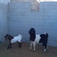 چاووش بز بزغاله دار