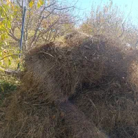 فروش یونجه چین دوم در شهرستان اهر|خدمات باغبانی و درختکاری|فندقلو, |دیوار