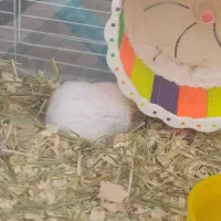 همستر و کمپل|موش و خرگوش|کرج, کوی کارمندان شمالی|دیوار