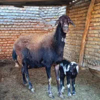 توقلی ماده چاق گوسفند بره دار بزغاله|حیوانات مزرعه|آق قلا, |دیوار