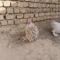خروس کوشین|حیوانات مزرعه|اصفهان, ارغوانیه|دیوار