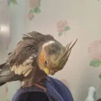 عروس هلندی|حیوانات|برازجان, |دیوار