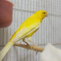 یه جفت قناری طلایی کشیده و درشت آماده