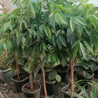 آمستل کینگ درختچه آپارتمانی برای اداره ها