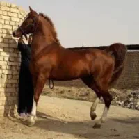 فروش تعدادی اسب