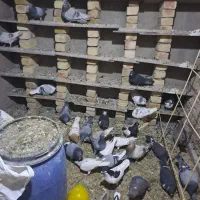 کبوتربه شرط پرش|پرنده|قزوین, |دیوار