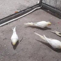 عروس هلندی و مرغ عشق|پرنده|پیرانشهر, |دیوار