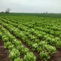 کاهو|خوردنی و آشامیدنی|خان ببین, |دیوار