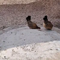 مرغ محلی اصل|حیوانات مزرعه|لامرد, |دیوار