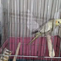 جفت عروس هلندی با قفس