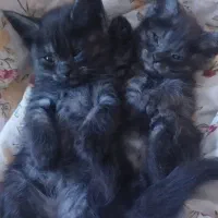 بچه گربه میکس بریتیش (مادر) دی اس اچ زرد تبی پدر