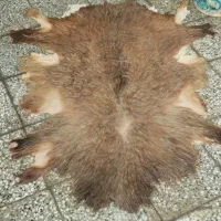 پوست گوسفند