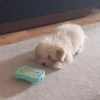 سگ پودل|سگ|تهران, پرستار|دیوار