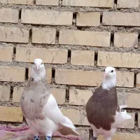 طوقی آجری 3تاامیدیه