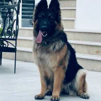 سگ ژرمن اصل ماده