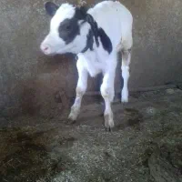 گوساله|حیوانات مزرعه|جونقان, |دیوار