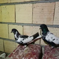 ابلغ افعانی