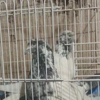 کفتر کله دمبی نر و ماده عروسک|پرنده|فارسان, |دیوار
