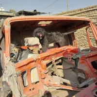 واگذاری سگ|سگ|برخوار, |دیوار