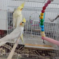 پرنده|پرنده|سبزوار, باهنر|دیوار