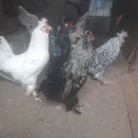 سع عدد خروس جوانوسالم