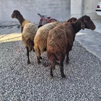 ۳ راس گوسفند درجه یک|حیوانات مزرعه|سیجوال, |دیوار