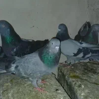 کبوتر نر