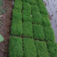 توم باکسی علی کاظمی