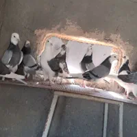 کبوتر کفتر کهنه و جوجه