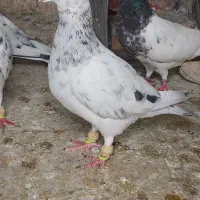 سار ماده سوزنی سار سیاه موشی ماده صید