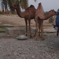 2نفر شتر 8ماه مخصوص داشت|حیوانات مزرعه|شمیل, |دیوار
