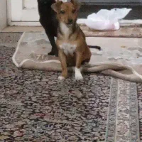 واگذاری پا کوتاه