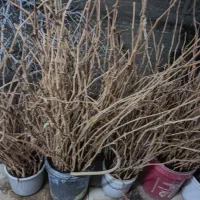 میم انگور بدون ریشه