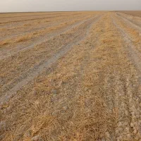 زمین کشاورزی برای اجاره در جراحی روستای البوعلایج|اجارهٔ دفتر صنعتی، کشاورزی، تجاری|چمران, |دیوار