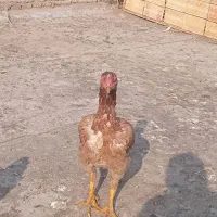 مرغ لاری|حیوانات مزرعه|تهران, میدان میوه و تره‌بار مرکزی|دیوار