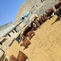 فروش شصد راس کهره ماده درجه یک قوری