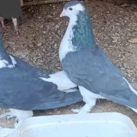 کبوتر