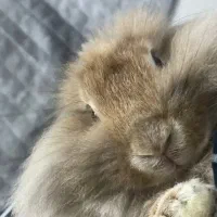 خرگوش|موش و خرگوش|کیار, |دیوار