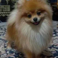 پامر نر