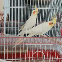 عروس هلندی و قناری نر