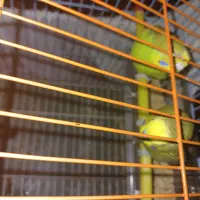 مرع عشق جفت باقفس